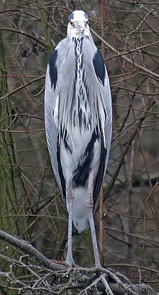 Blauwereiger070206